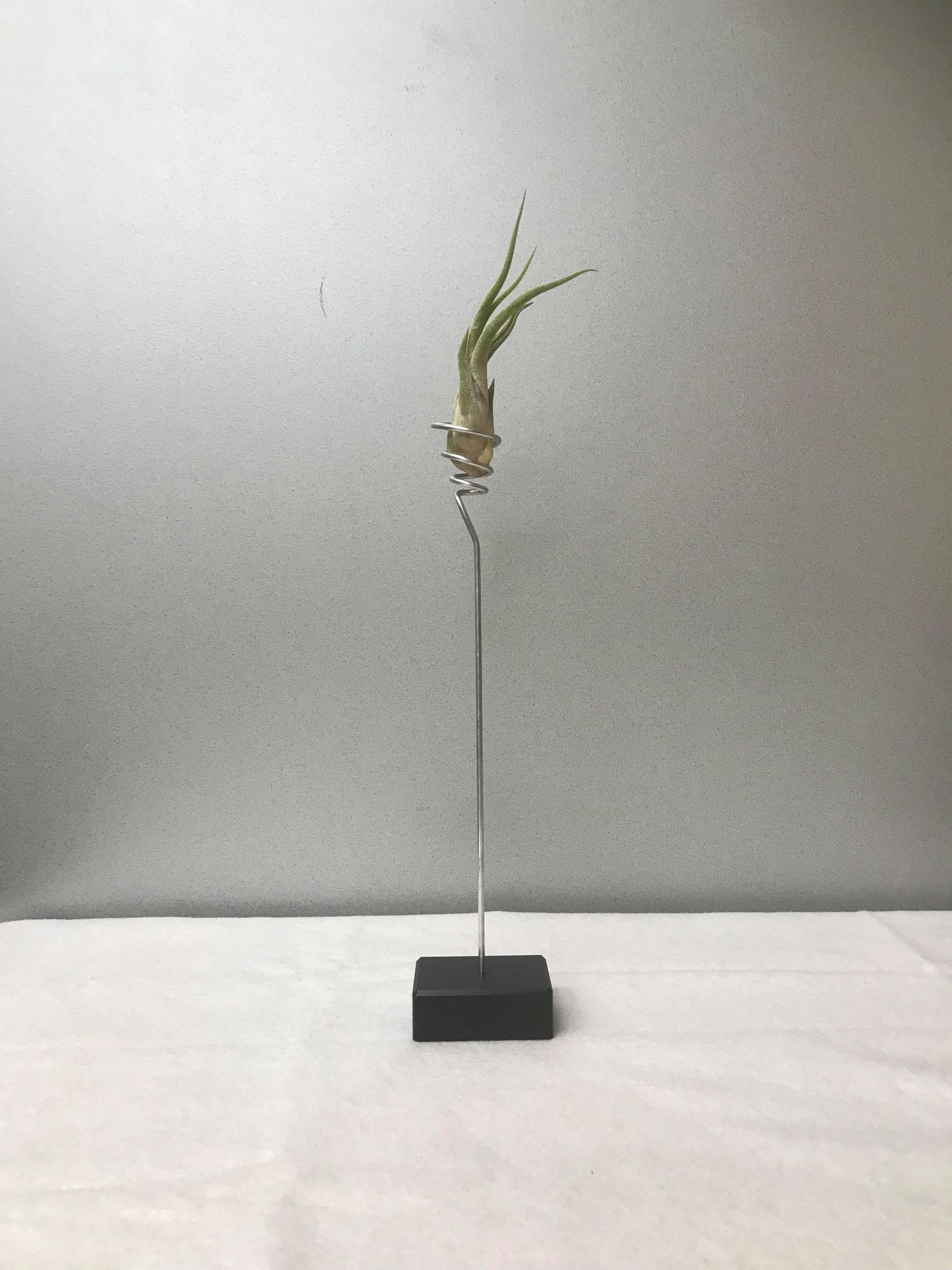 Tillandsia Caput Medusae (lang)