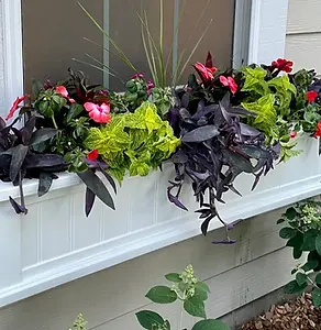 A window box filled with summer flowers