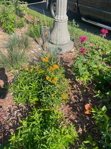 A boulevard garden design installed with various native plants. 