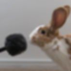 de konijnenpodcast