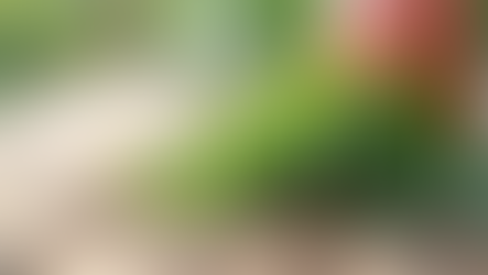 Explore the Wellness Benefits of MellowJello Hemp Products