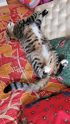 Tamino 2207.jpg
