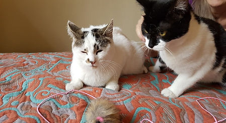 Cerise et mirabelle6.jpg