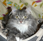 plumette3.JPG