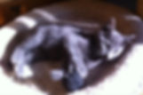 Baloo1.jpeg