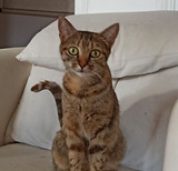 Pippa1.JPG