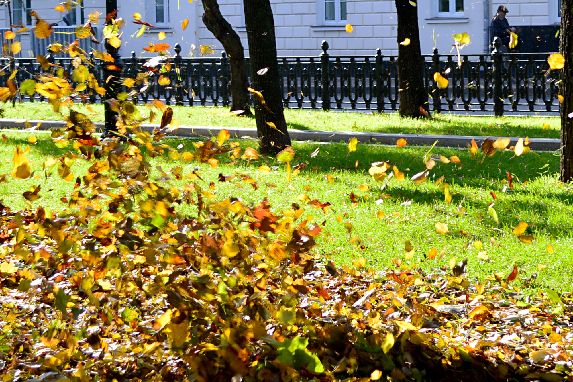 Листопад в городе