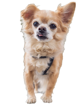 9A1E326E-AA20-4D72-A9F3-A4C000E1F5DD_1_1