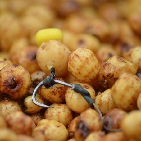 Gros plan sur un montage carpe avec un hameçon garni de noix tigrées trempées, appât naturel très sélectif utilisé pour la pêche de la carpe sur les grands lacs.