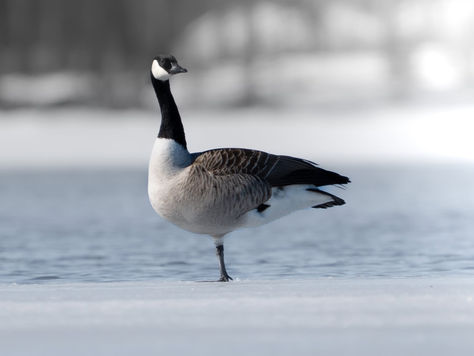 Canada Goose standing on a frozen lake in Swedish Lapland during winter.