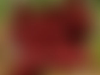 « Pot d’enrobées Spicy Red ouvert, laissant apparaître des bouillettes rouge foncé à l’enrobage épicé, posées sur un sol naturel en extérieur, utilisées comme appâts hautement attractifs pour la pêche de la carpe. »