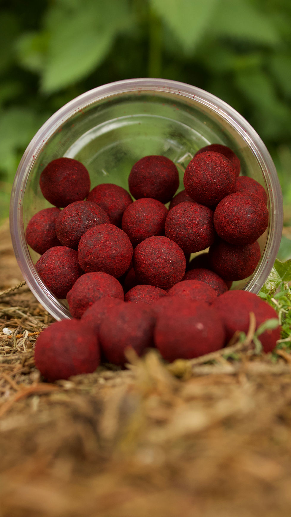 « Pot d’enrobées Spicy Red ouvert, laissant apparaître des bouillettes rouge foncé à l’enrobage épicé, posées sur un sol naturel en extérieur, utilisées comme appâts hautement attractifs pour la pêche de la carpe. »