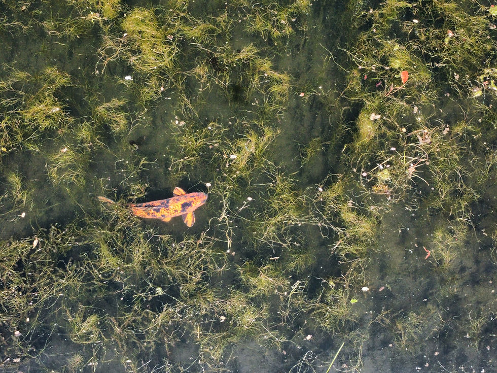 Libre et solitaire, cette carpe koï de rivière glisse entre les herbiers comme une pensée paisible. Elle incarne l’essence même de la déconnexion : la liberté dans le silence du monde vivant. Crédit photo : Christophe Courtois