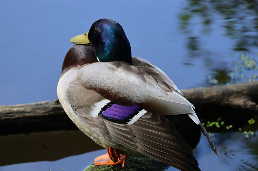 ree