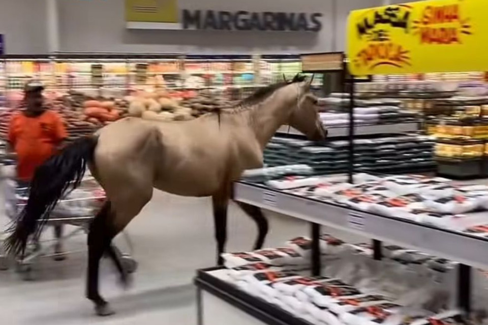 17/06/2026- Cavalo invade supermercado e circula pelos corredores no Recife