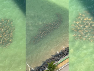 21/10/2025- Fenômeno Natural em Olinda: Cardume de Arraias Surge na Praia de Casa Caiada