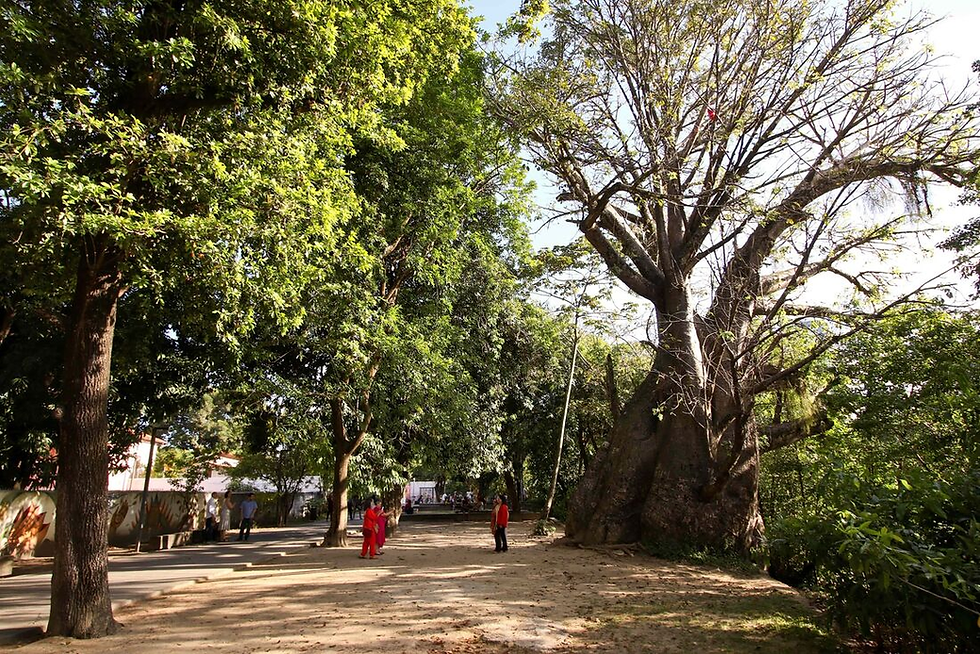 28/04/2026- Parques urbanos: a estratégia de conectar o Recife pelo verde