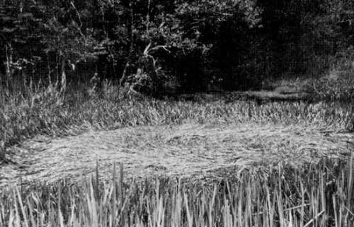 Westall UFO evidence