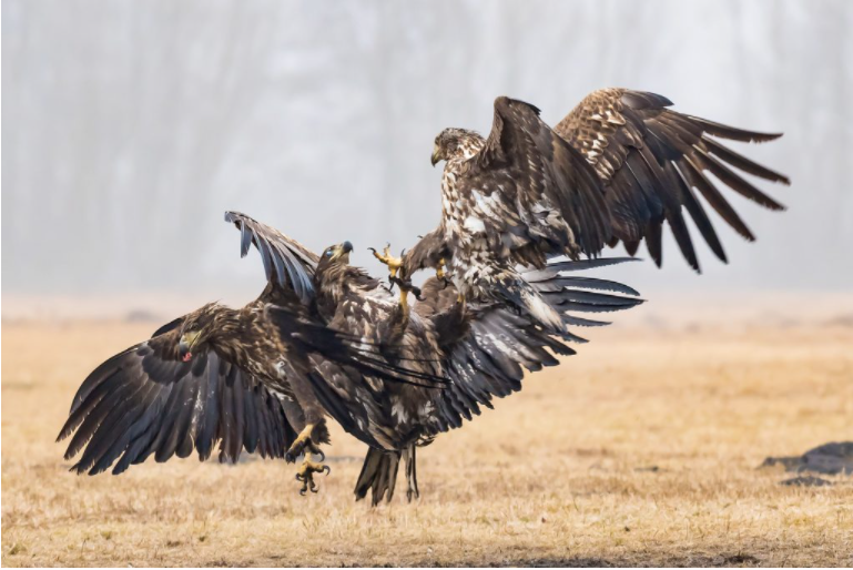 Eagles fighting in Poland