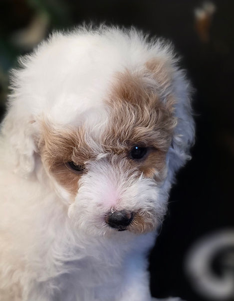 parti toy poodle with apricot patches on her eyes