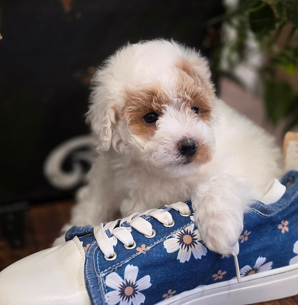 parti toy poodle with apricot patches on her eyes