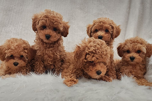 image of a litter toy poodles