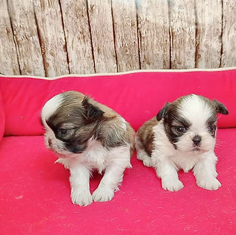 WhatsApp Image 2025-09-10 at 13.18.16.jpeg