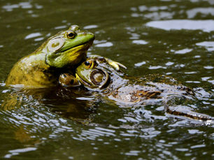 Animal of the Week: American Bullfrog