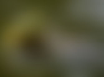 Animal of the Week: American Bullfrog