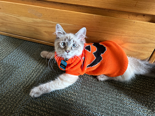 Canisius Kitty: Auggy