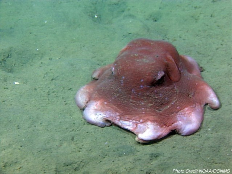 Animal of the Week the Pancake Octopus