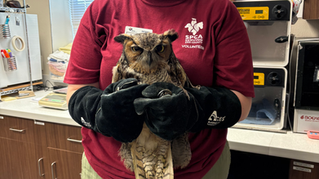 Interesting Internship: Julia Tufan and the SPCA Wildlife Department