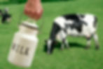 Cows_milk