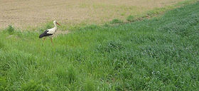 ASKRadtour0505 095.jpg