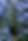 Blue hydrangeas background.png