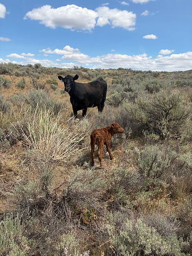 Black mom with Brown calf
