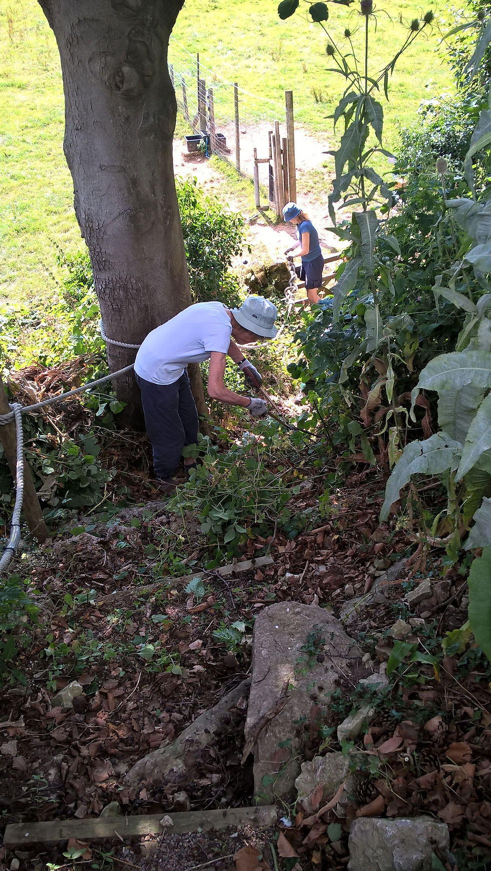Sylvia clearing steps
