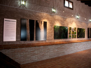 Interior Bosque
