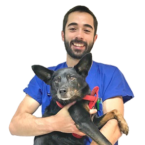 Médico Veterinário Lisboa