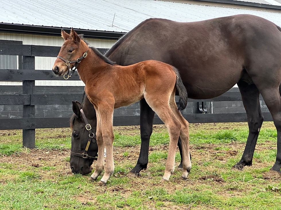 KLS 2024 foal by Bettor Joy.JPEG