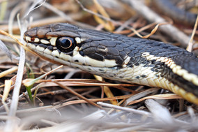 Striped Racer head 2.jpg