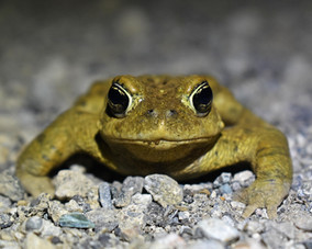Western toad head on.jpg