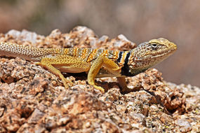 Desert collared lizard up close.jpg