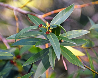 California Bay Laurel.jpg