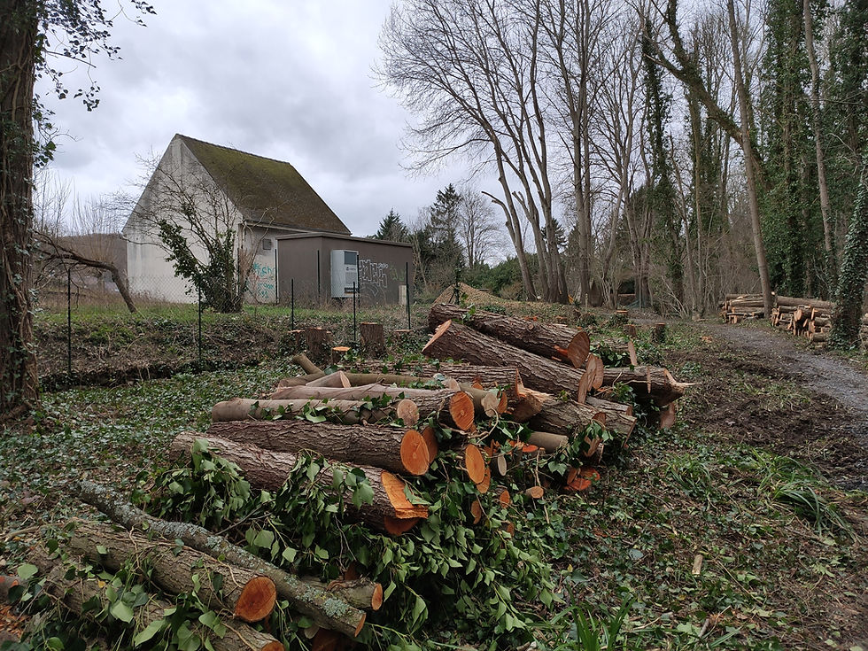 1 enfant = 1 arbre