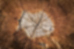 wood-annual-zone-nature-texture.jpg