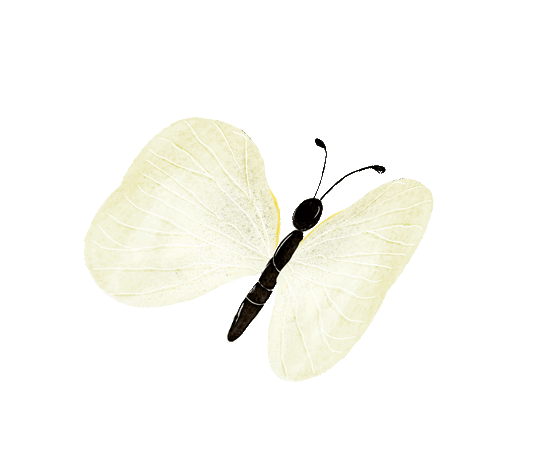 elements_web_butterfly,static(1).gif