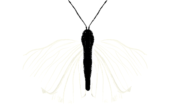 elements_web_butterfly,static(3).gif