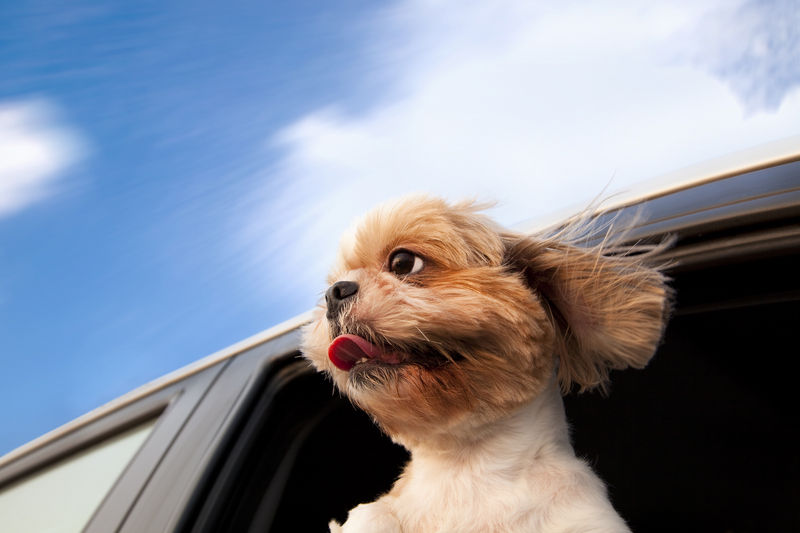 PetTaxi1