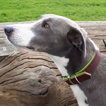 Grey and white smooth haired lurcher wearing a brown and green leather collar.